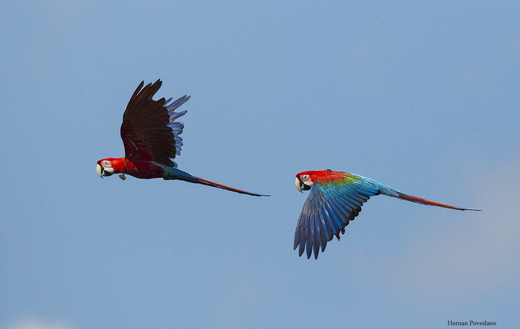 FOTO Hernan Povedano